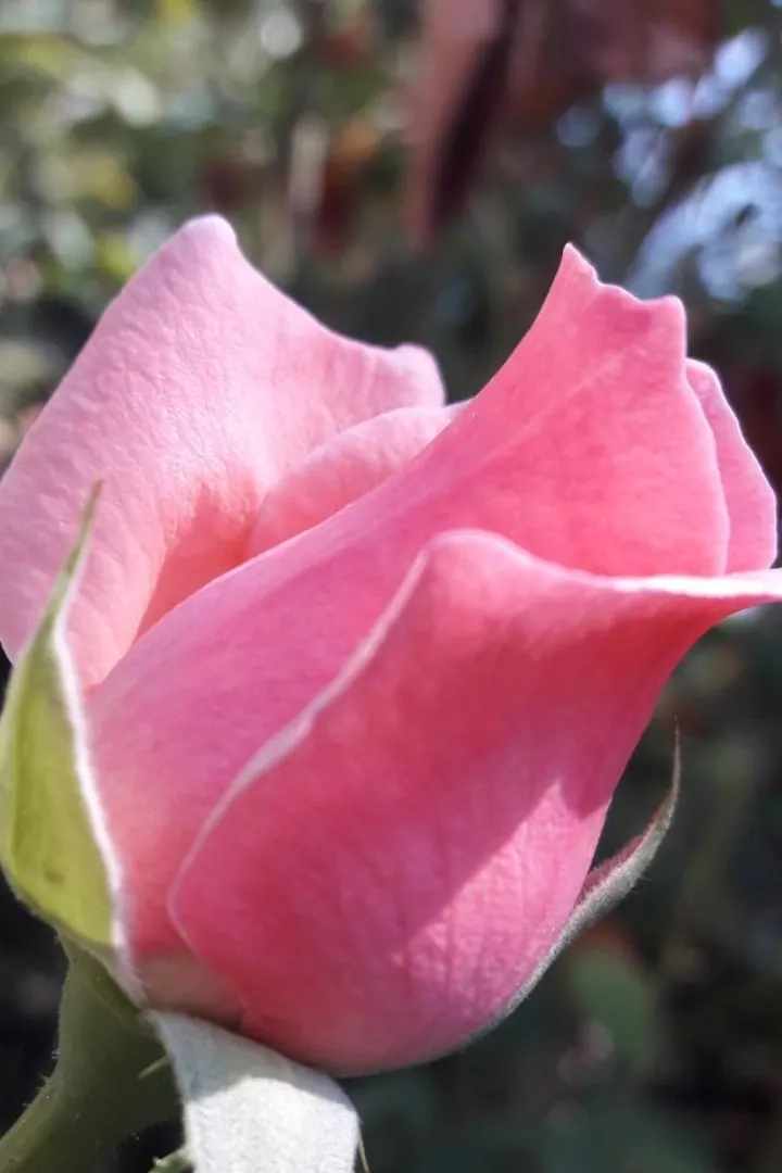 Rose Apart Sarigerme 0*,